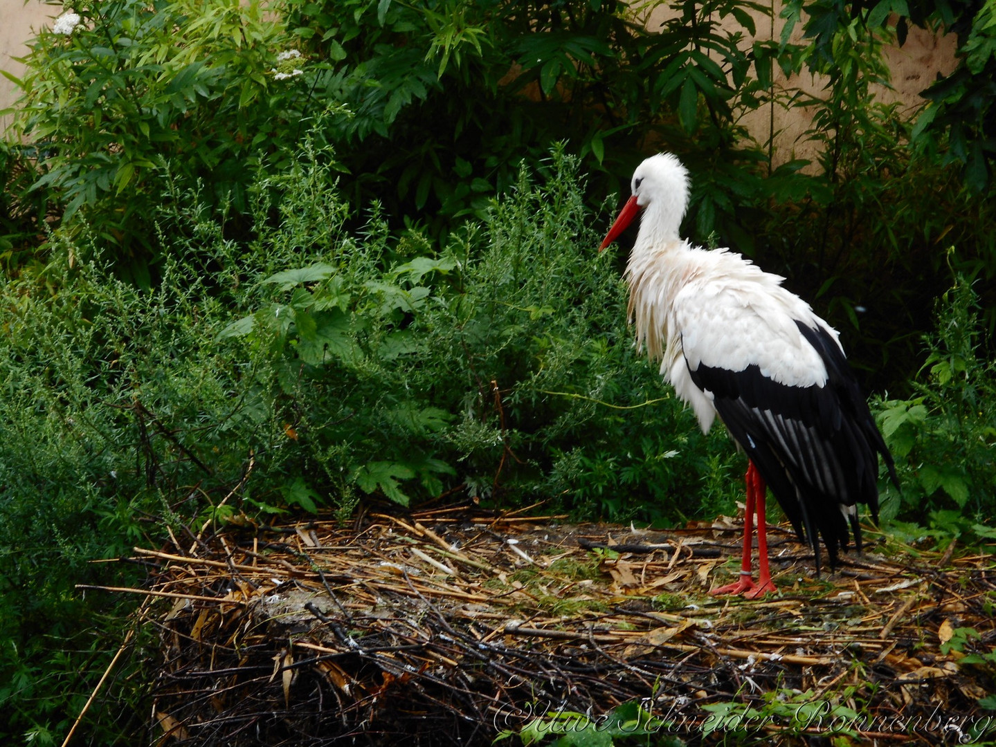 Storch