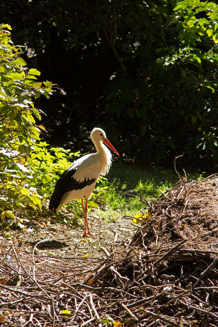 Storch