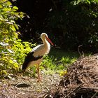 Storch