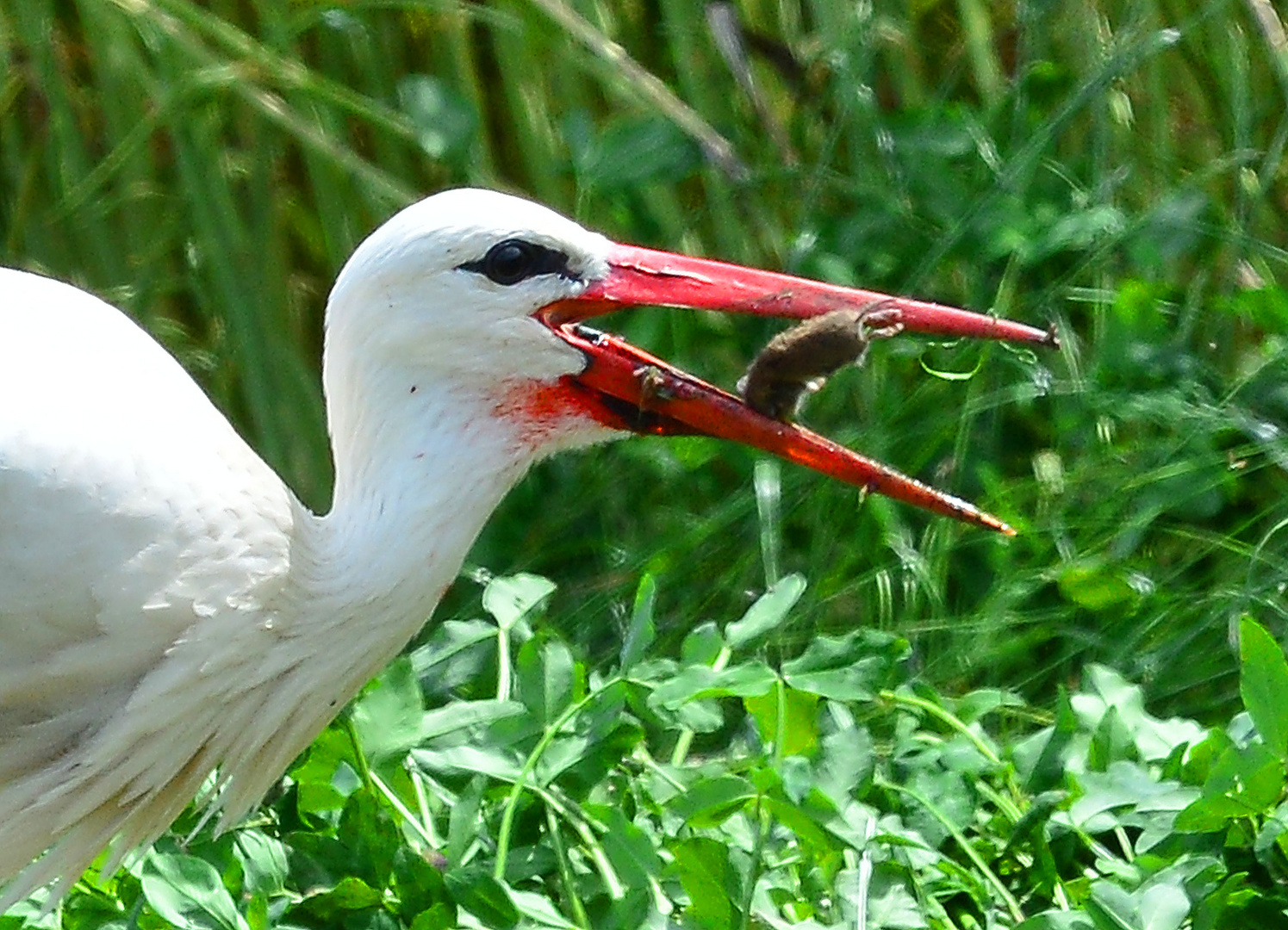 Storch