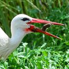 Storch