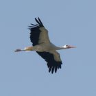 Storch