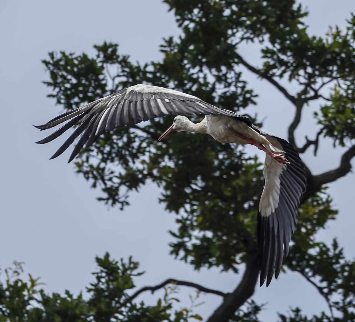 Storch