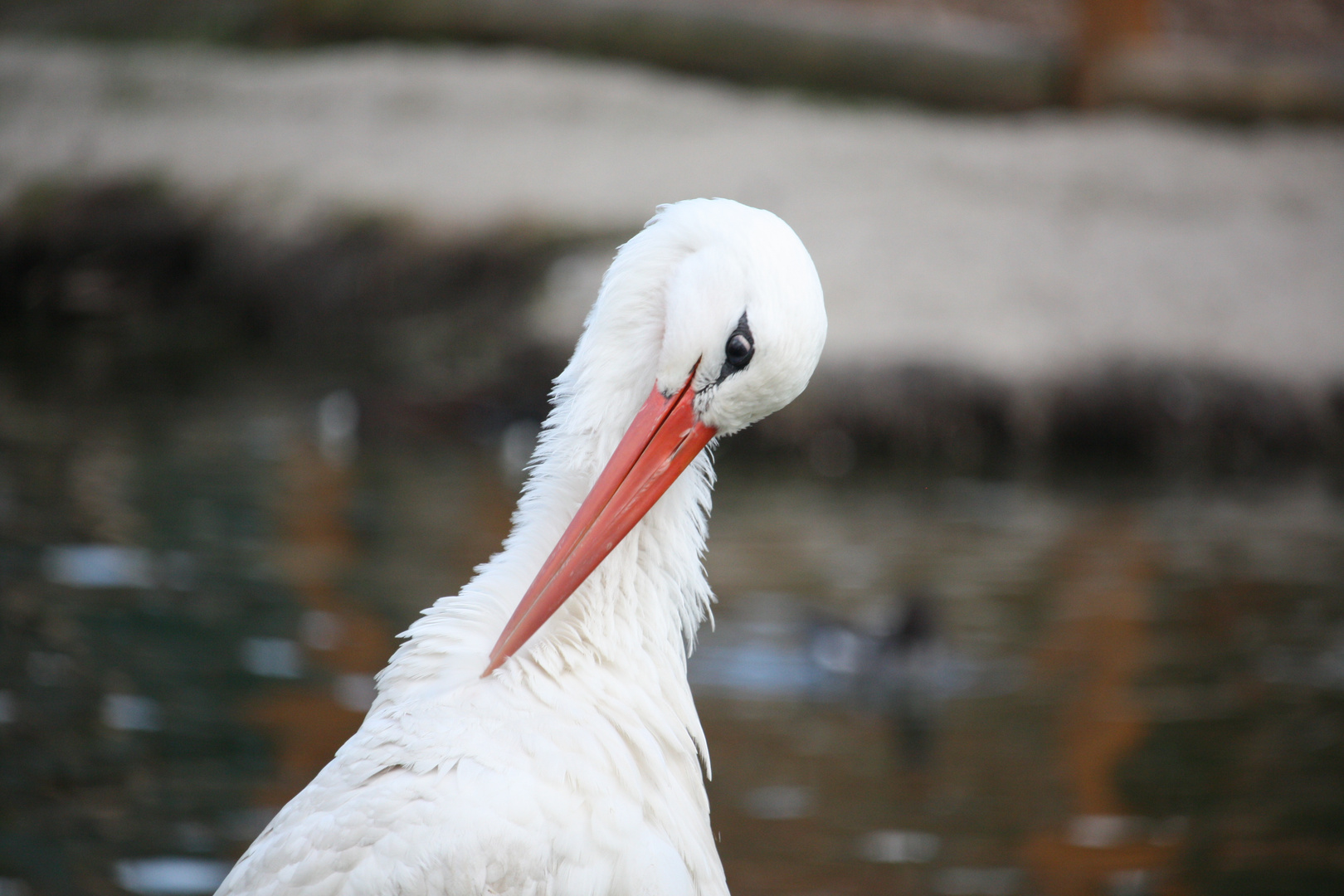 Storch