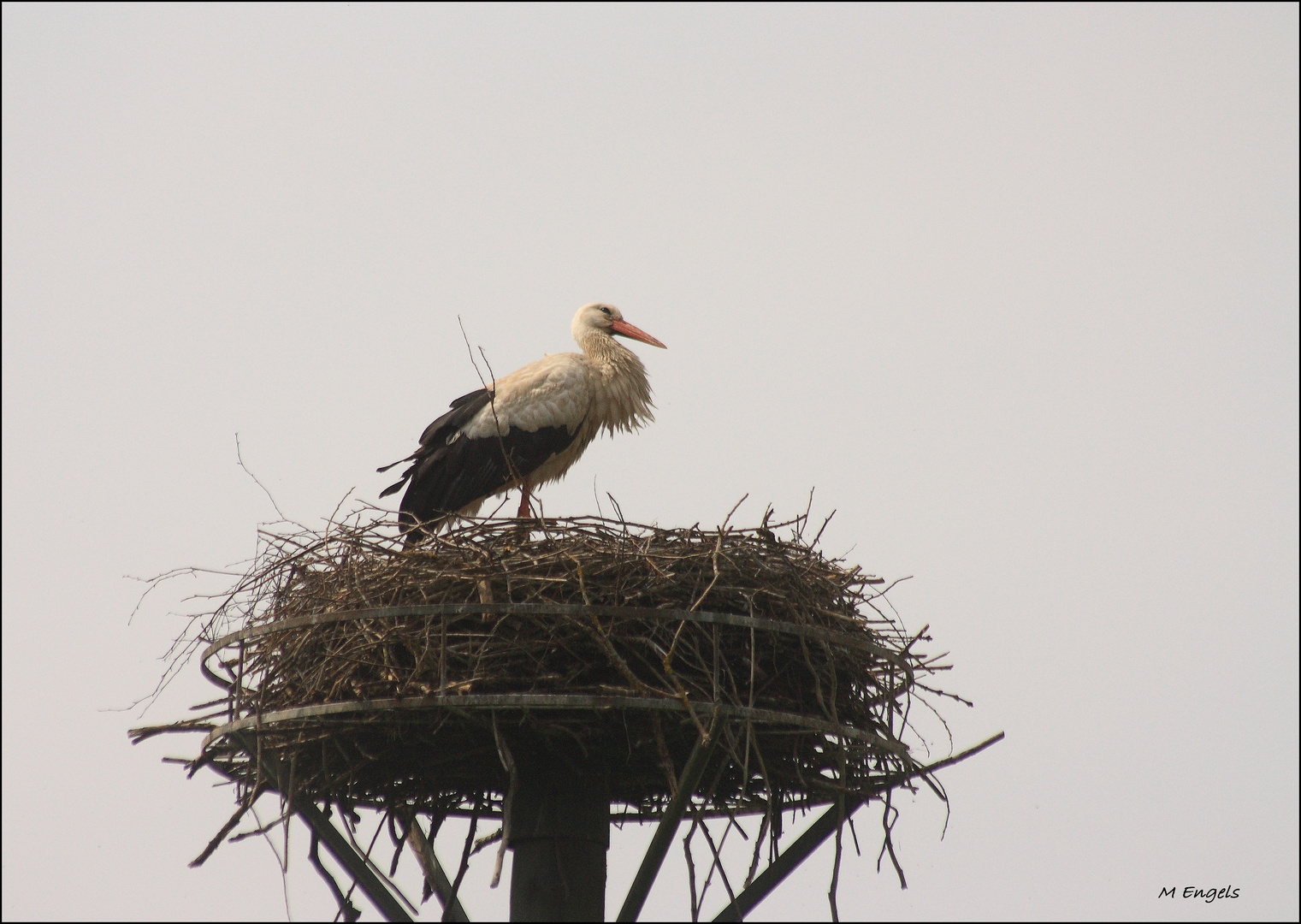 Storch ...