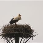 Storch ...