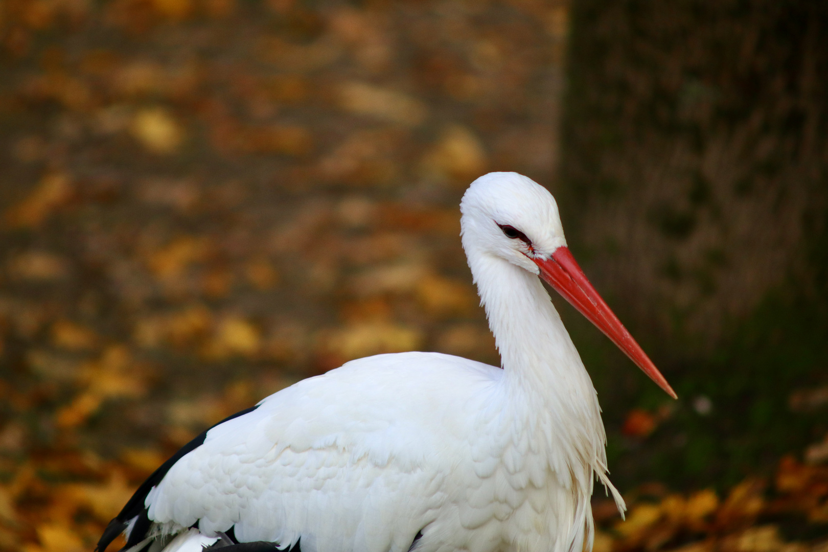 Storch