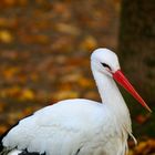 Storch