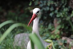 Storch