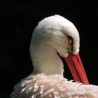 Storch