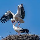 Storch  