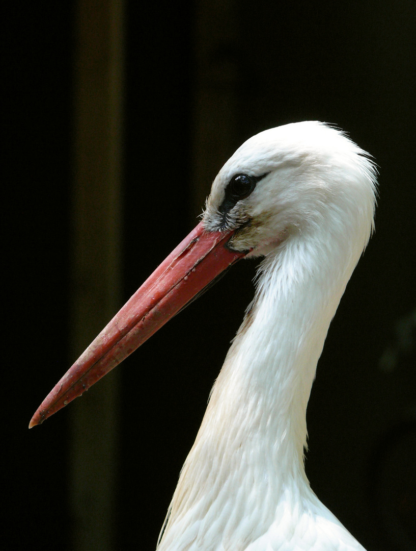 Storch