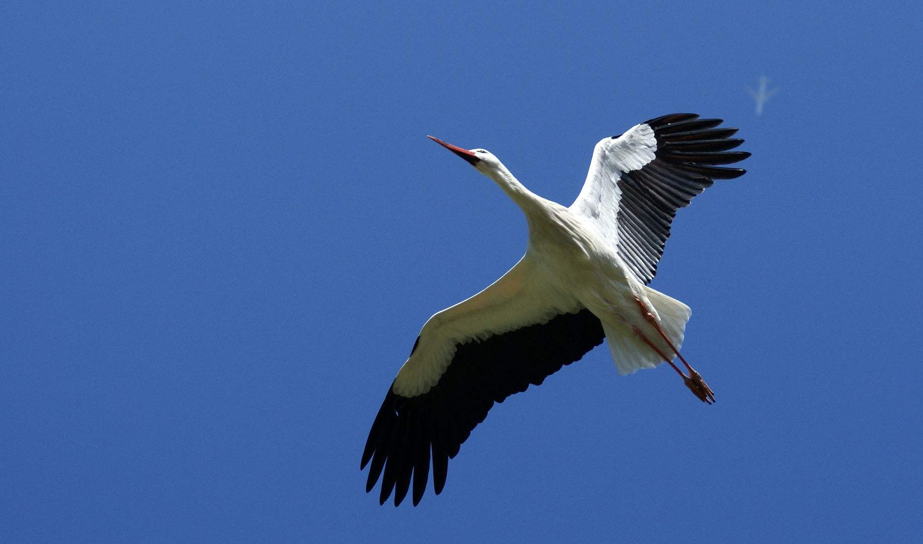 Storch