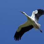 Storch