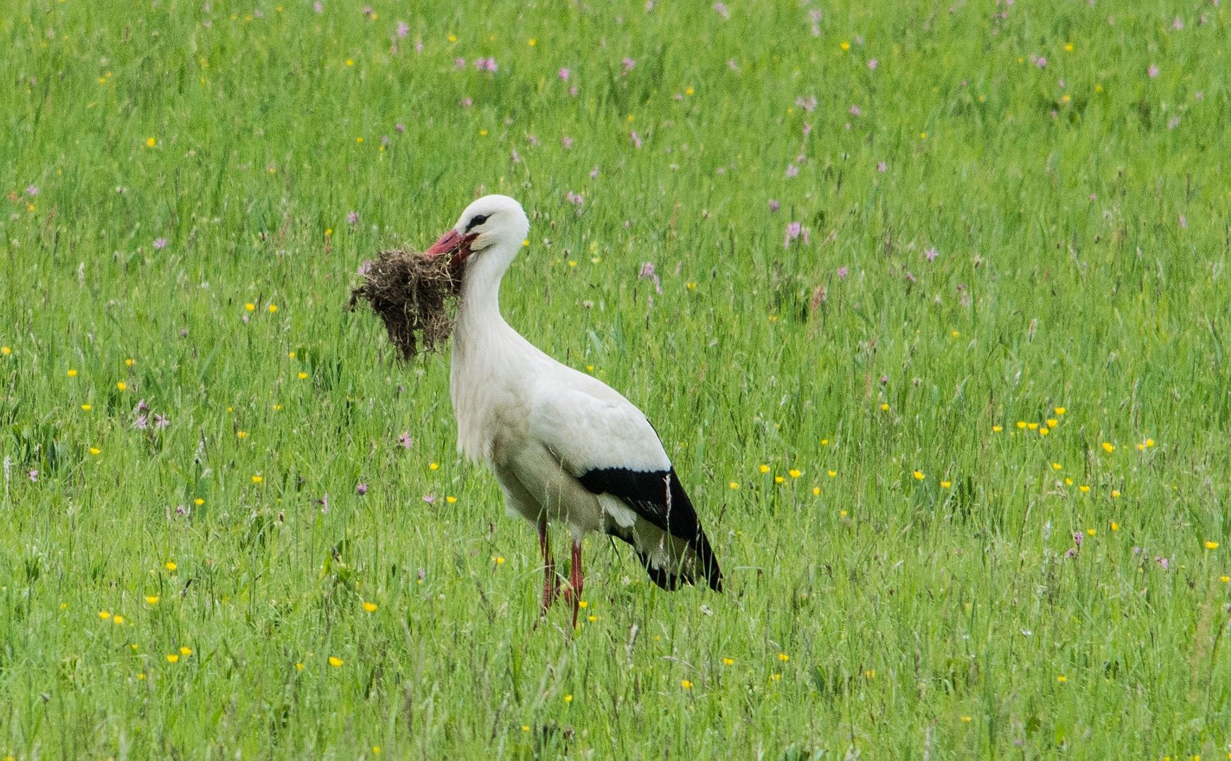 Storch