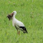 Storch