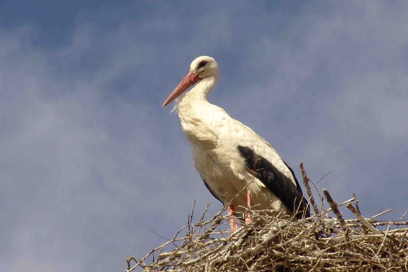 Storch