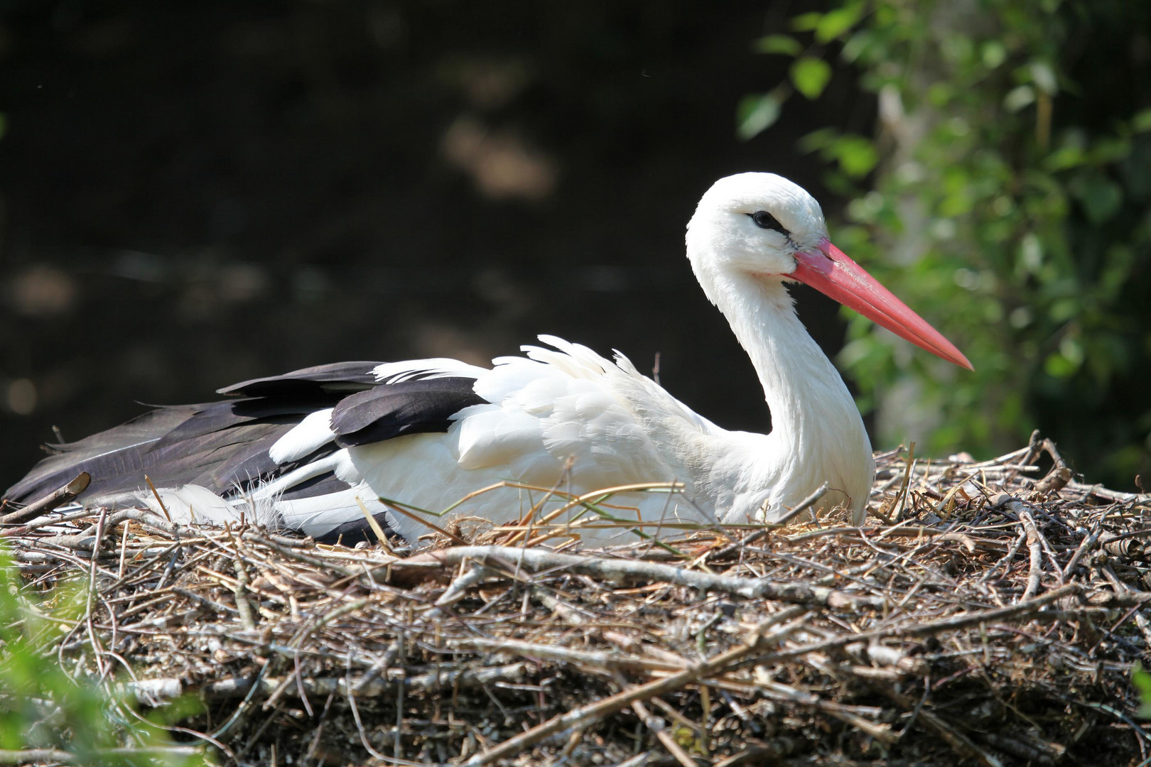 Storch