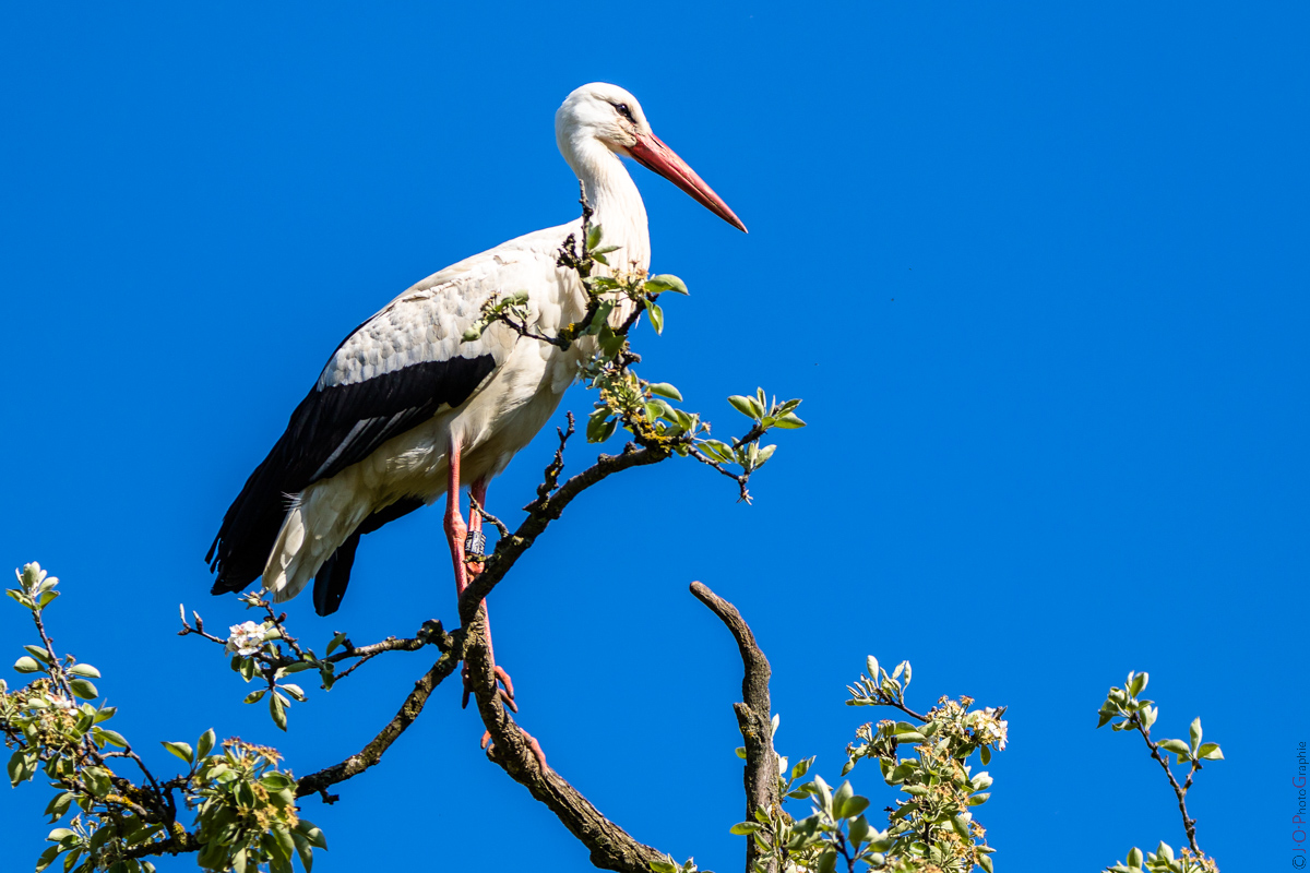 Storch