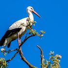 Storch