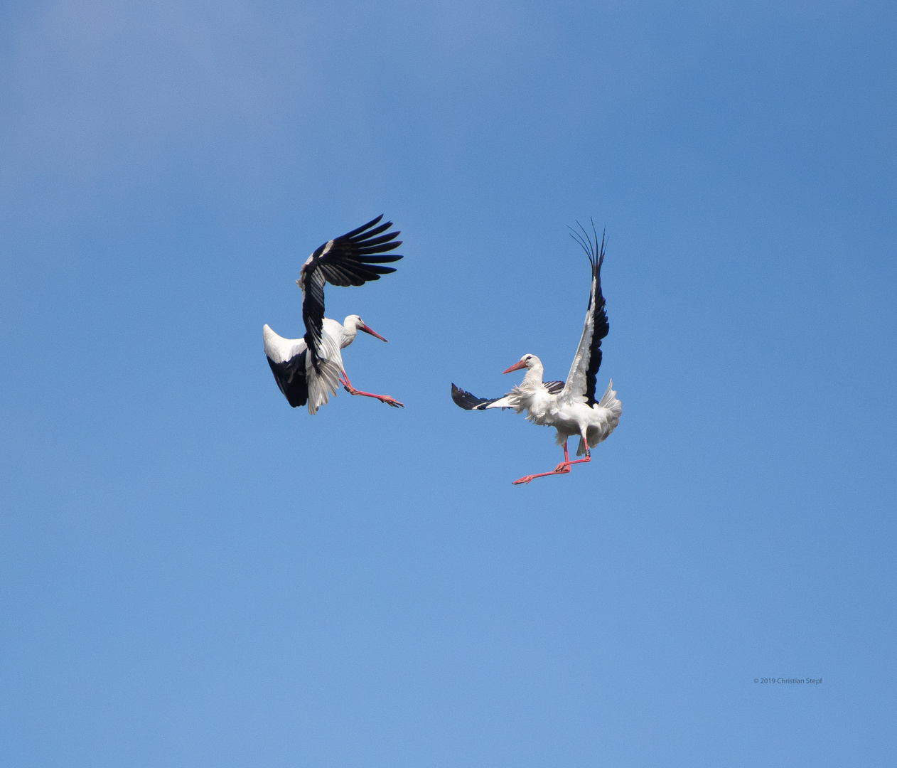 Storch ( Ciconia ciconia ) 