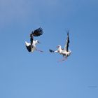 Storch ( Ciconia ciconia ) 