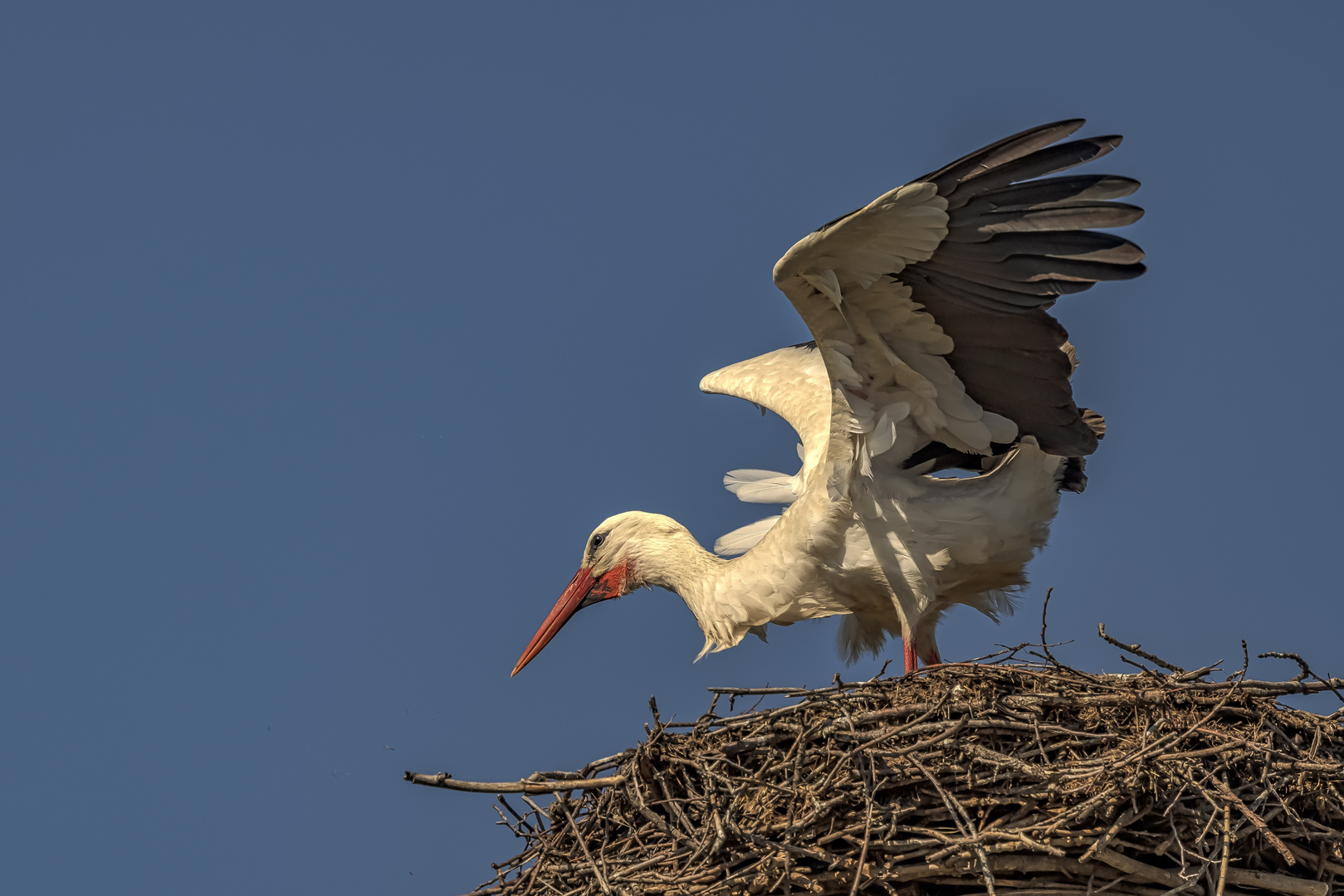  Storch  (Ciconiidae) 