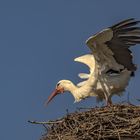  Storch  (Ciconiidae) 