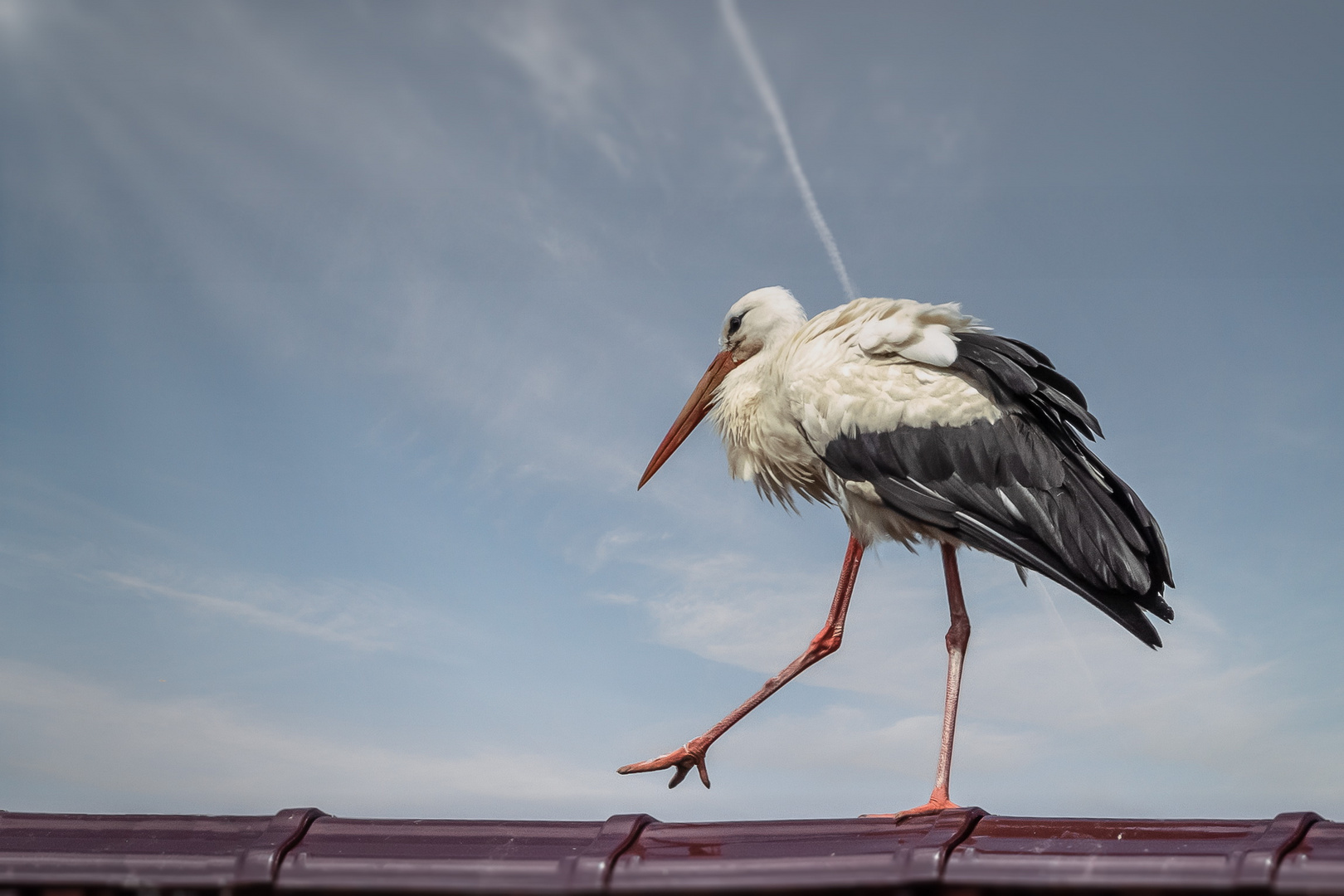  Storch (Ciconiidae) 