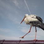  Storch (Ciconiidae) 