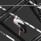 Storch; CK; Natur