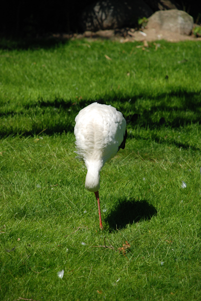 Storch Clooney