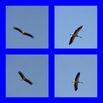 Storch-Collage