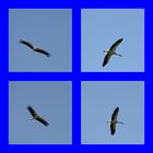 Storch-Collage