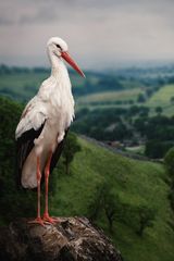 Storch-Composing