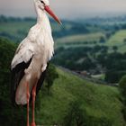 Storch-Composing