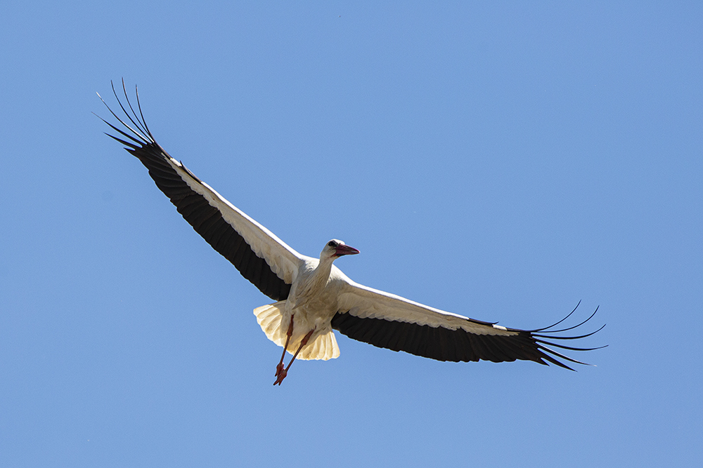 Storch