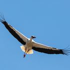 Storch