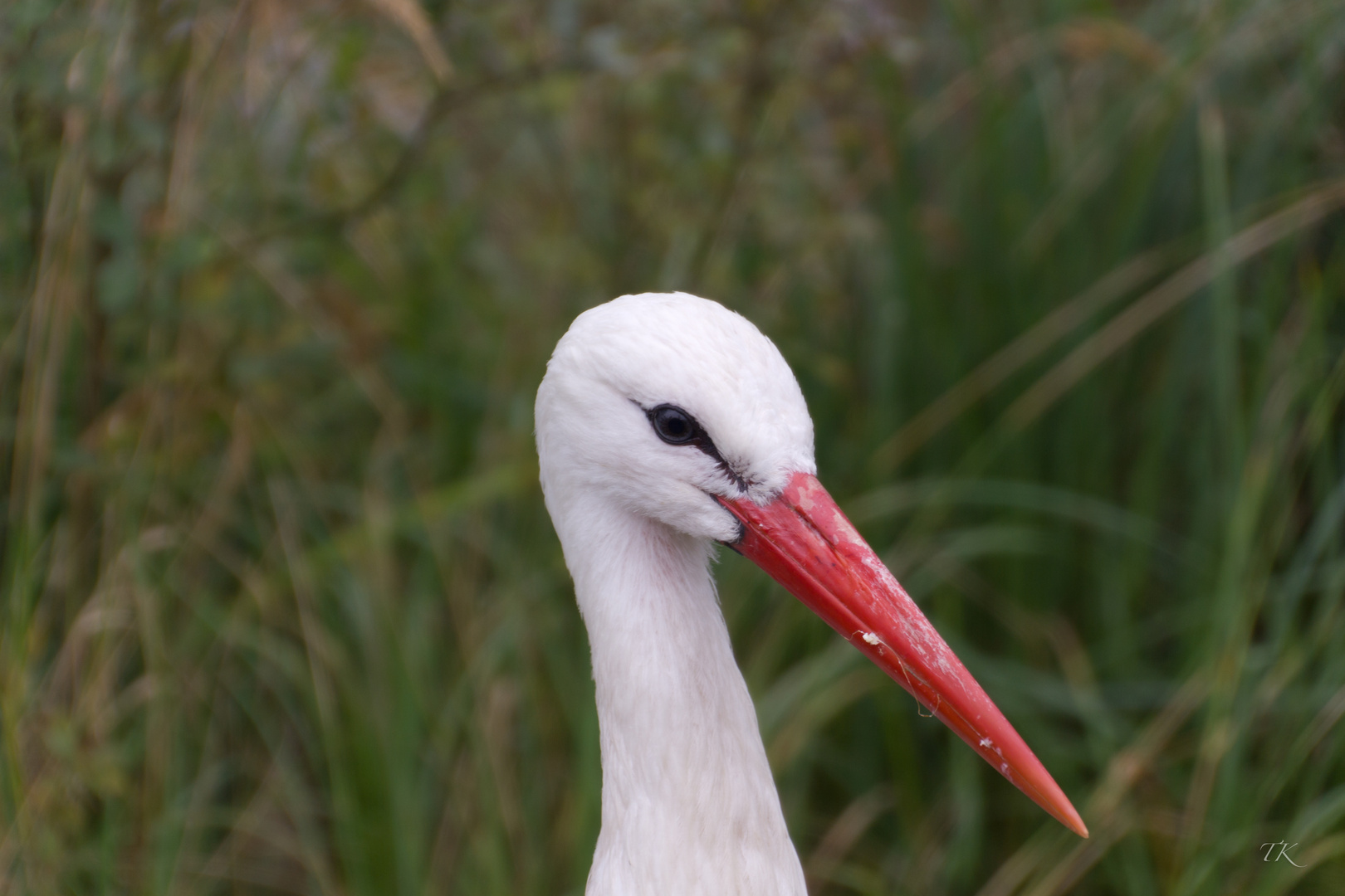 Storch