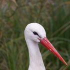 Storch