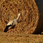 storch