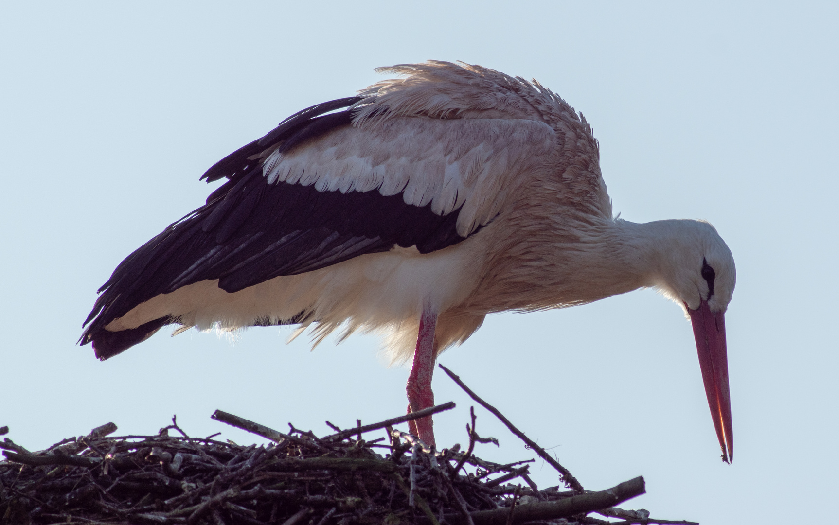 Storch