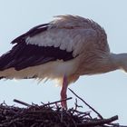 Storch