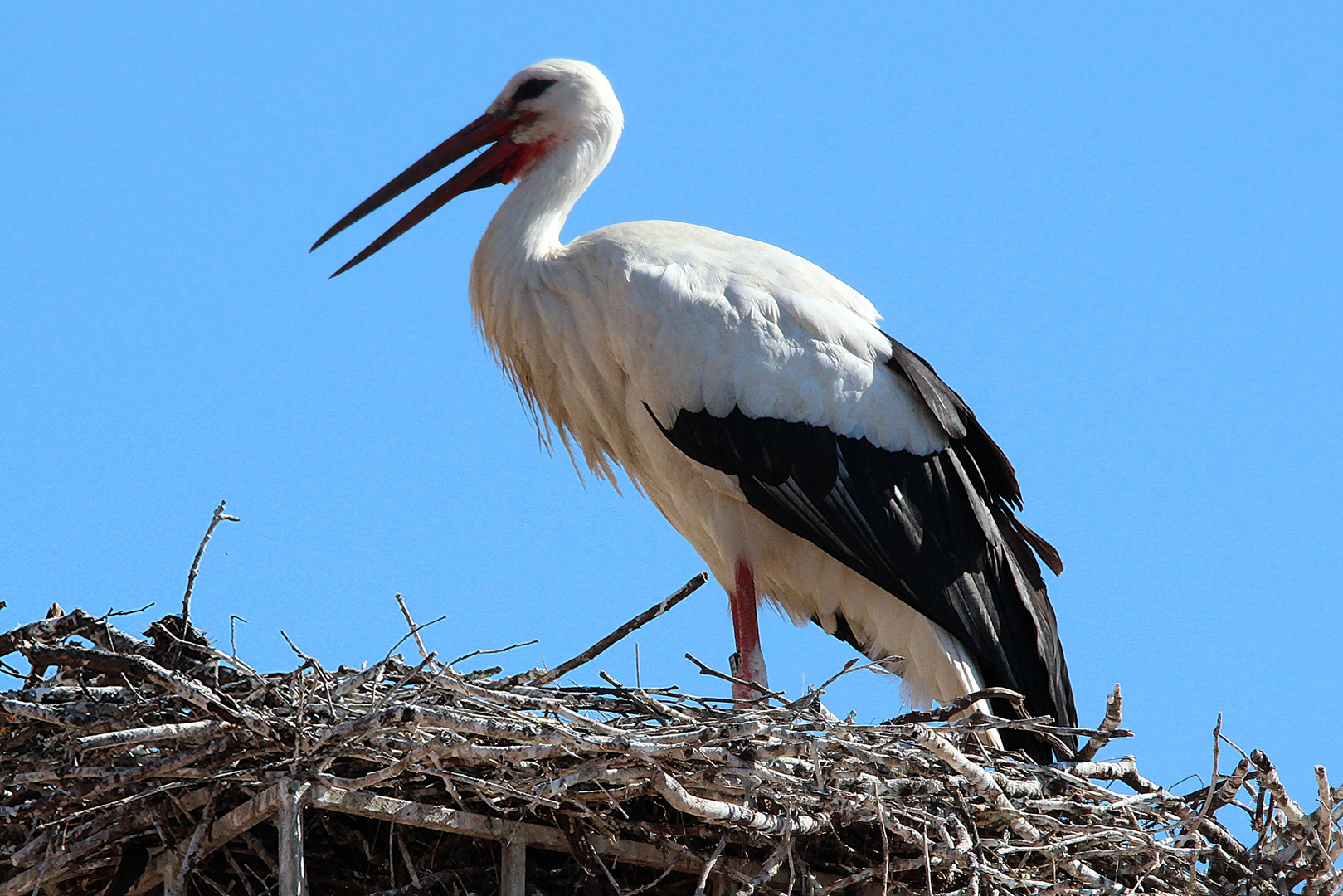 Storch