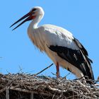 Storch