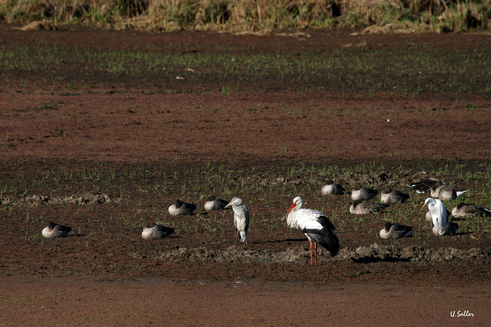 Storch