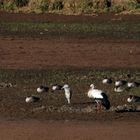 Storch