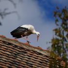 Storch