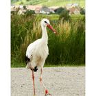 Storch