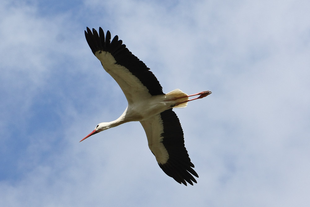 Storch